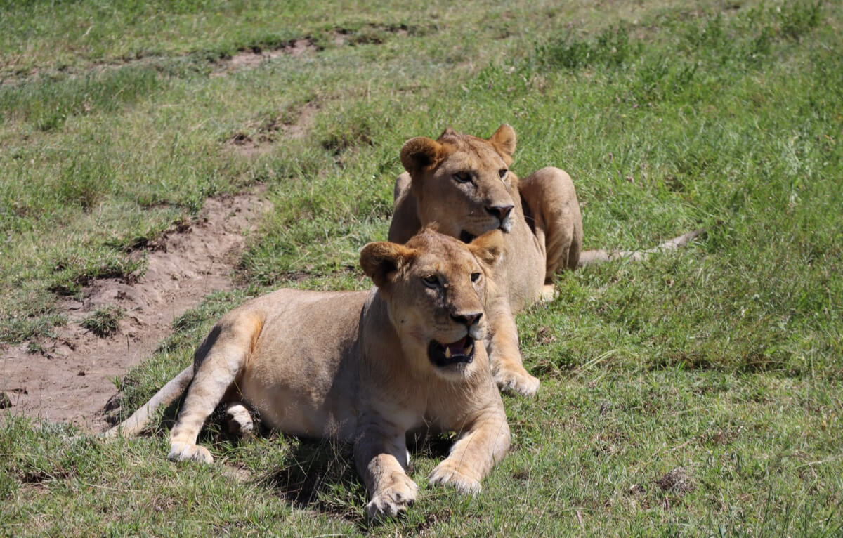 5 days Tanzania safari Tours